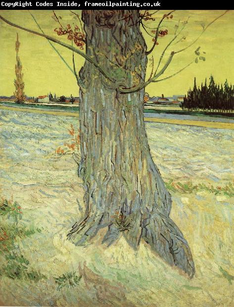 Vincent Van Gogh The Old yew tree